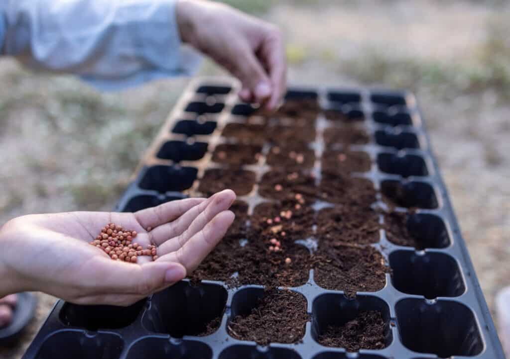 agriculture-concept-2024-12-07-19-53-37-utc