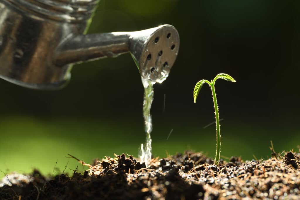 Sprout watered from a watering can on nature background